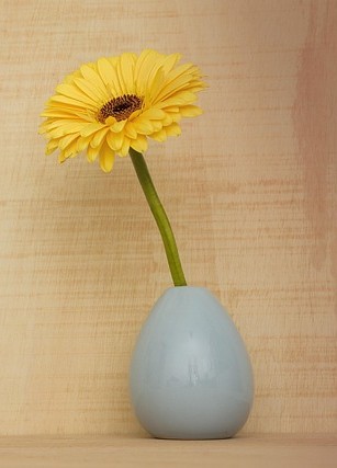 fleur ouverte qui rayonne
